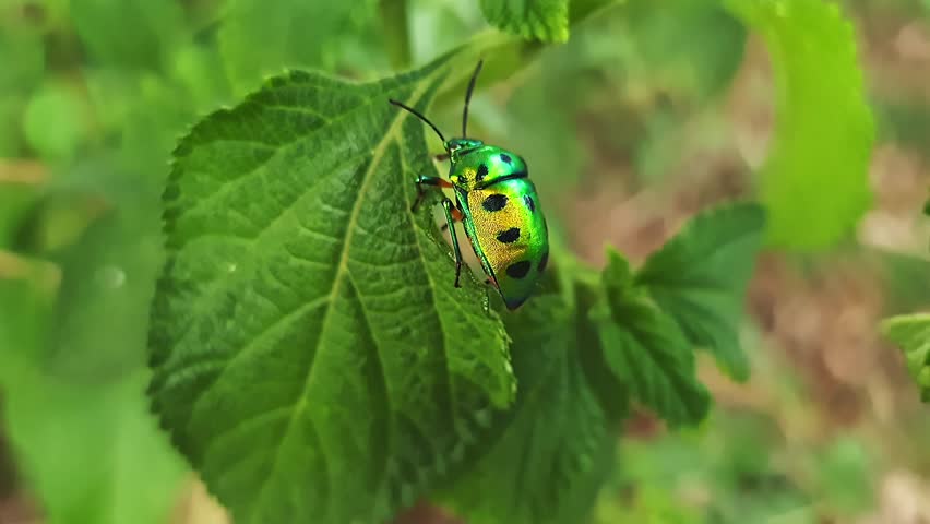 Macro view of a rare insect chrysocoris stollii or jewel bug or metallic shield bug captured on a leaf during a sunny day.insects and bugs concept