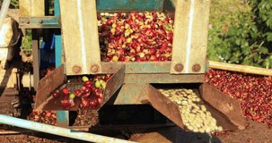 Coffee cherry pulping machine farmer. coffee bean small machine process. 4k video 
