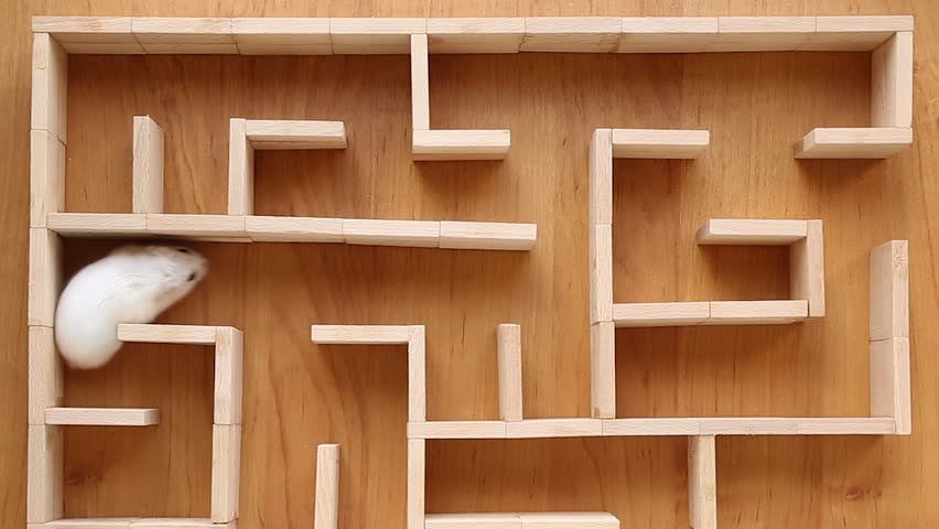 A white hamster runs through a maze. At first he comes to a dead end, and then he turns around and finds a way out of this confusing situation.
