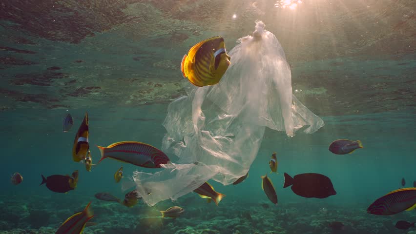Curious tropical fish swims around plastic bag in evening in sunbeams at sunset, slow motion. An old plastic bag drifts underwater over coral reef, variety of tropical fish swims nearby, Evening Light Royalty-Free Stock Footage #1106205661