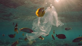 Curious tropical fish swims around translucent ripped plastic bag that resembles medusa under dance sunbeams at sunset, slow motion. Torn plastic bag drifts underwater over inner reef in evening light - Powered by Shutterstock - Get 15% off with code: PIKWIZARD15