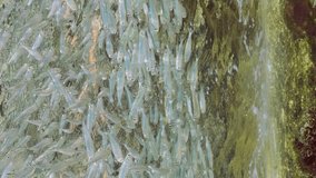 Vertical video, School of Sprats floating in waves under surface of water over rocky bottom, Bottom view, Slow motion
