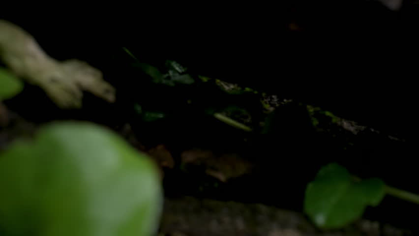 Forest scene: family of mushrooms grew after rain on moss and fallen tree. Macro