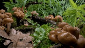 Forest scene: family of mushrooms grew after rain on moss and fallen tree. Macro - Powered by Shutterstock - Get 15% off with code: PIKWIZARD15