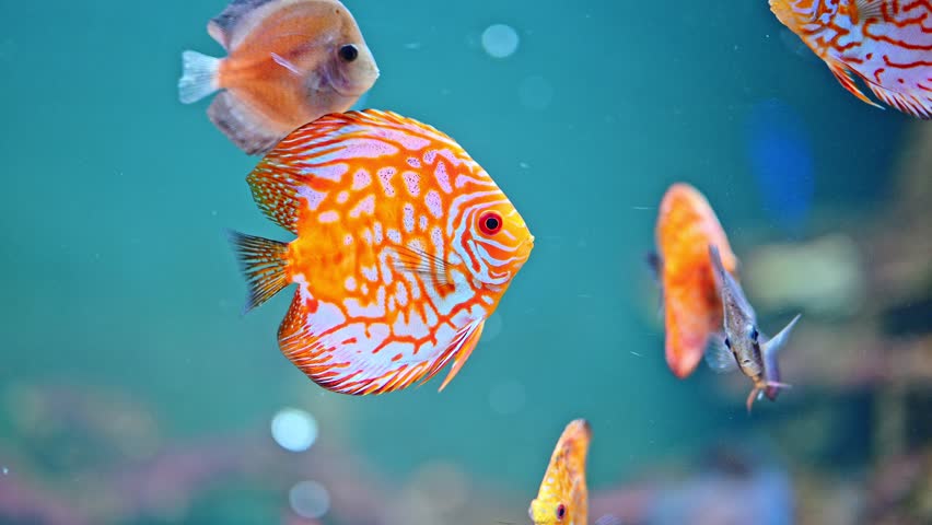 Orange fish swimming in the big aquarium. | Shutterstock HD Video #1106213881