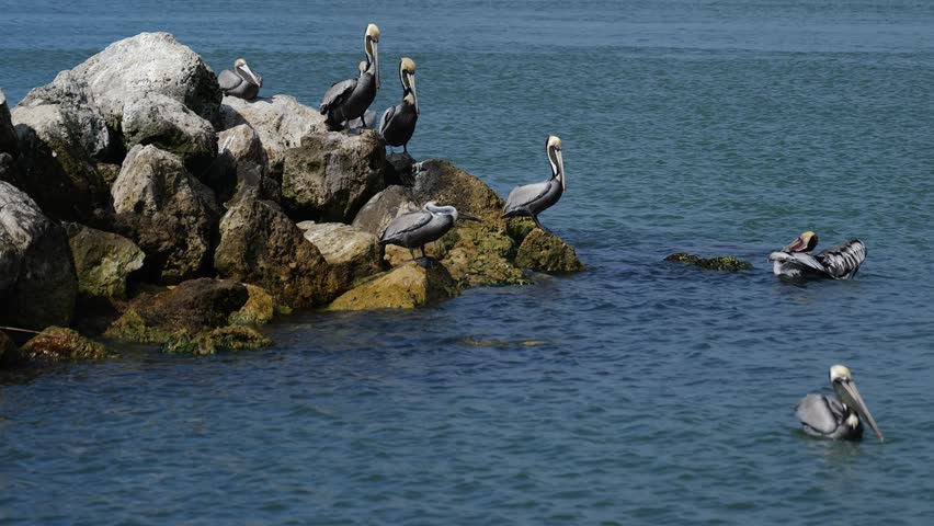 Dominant brown pelican bird takes the best location on a rock for looking down at the water for food. Hand held clip.