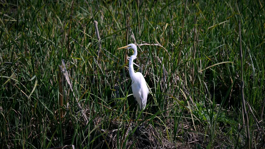 A Great White Egret, standing and cautiously hunting, in a marsh at the Port Aransas Nature Preserve in Texas.
