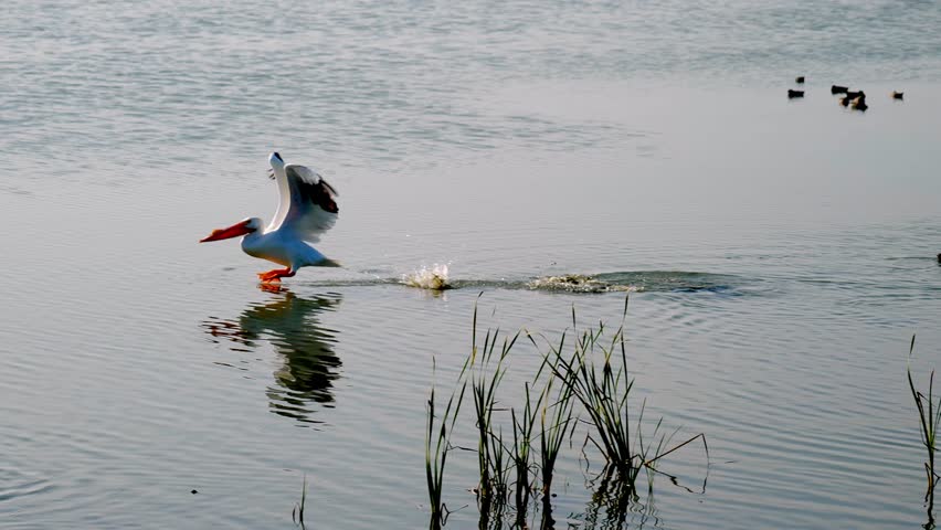 Beautiful white pelican bird in take off from the water, flying away, in slow motion handheld clip.