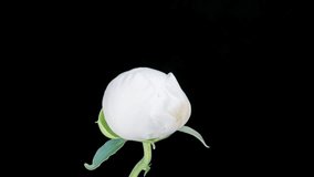 A beautiful white peony bloomed on a black background. Blooming peony flower open. Wedding background, Valentine's day concept. Timelapse video HD