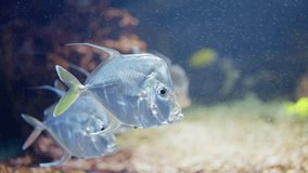 Close up video of a mirror fish swimming in an aquarium. 4k. Frankfurt Zoo