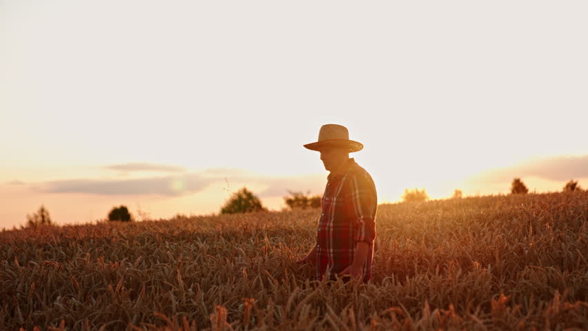 Ageing farmer in a straw hat goes though the beautiful field of wheat. Man in a farmland before harvest season.