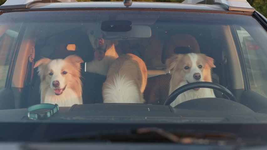 Video of three Border Collie dogs sitting in a car and looking through the windshield will keep you entertained and make your day. Pure canine fun