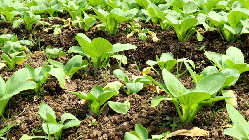 The cultivation of bok choy or pak choi in the garden. Fresh and organic planting system. Royalty-Free Stock Footage #1106224875