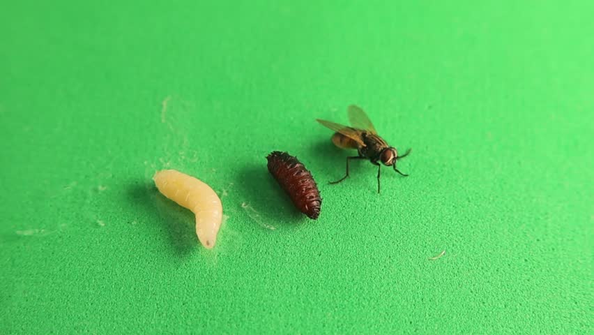 Housefly life cycle: Larva, pupa and, adult housefly isolated on a green background. Stages of Musca domestica Linnaeus. Common House fly. Insects, insect. Bugs, bug. Animals, animal. Wild nature