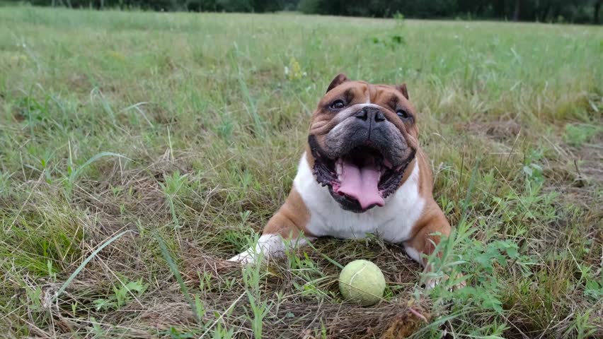 Cute English Bulldog playing with toy ball. High quality 4k footage