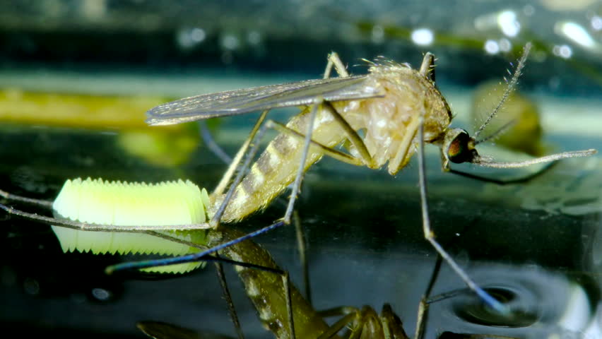 Female Mosquito laying eggs on water surface at night Royalty-Free Stock Footage #1106239939