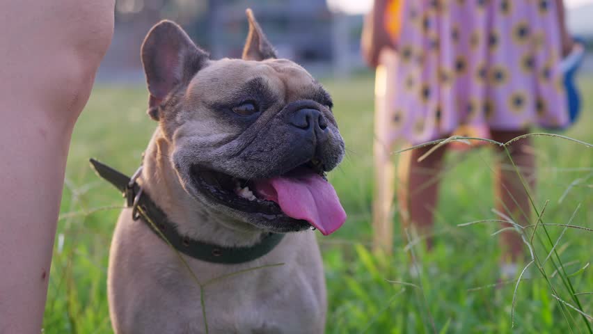 Panting dog sticking tongue out standing at the meadow with little girl.