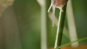 Vertical video. A snail crawls along the stem of a plant on a green background.