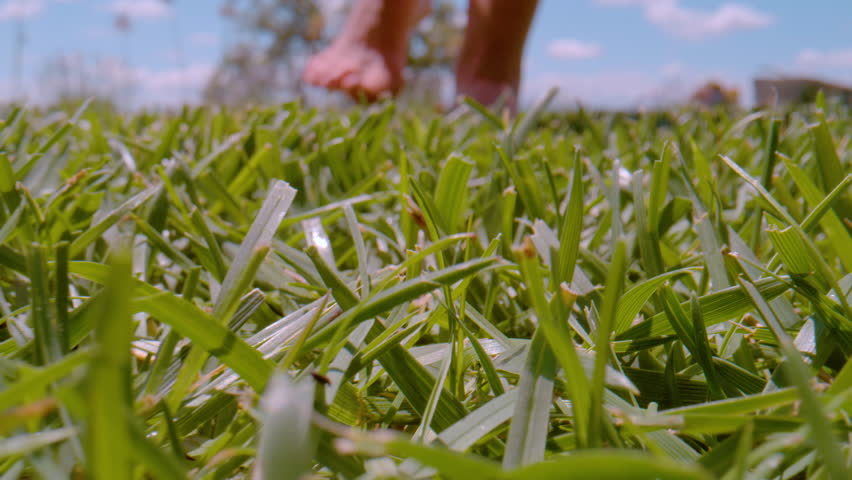 CLOSE UP, DOF: Detailed view of young female bare feet making steps on mown and dense green garden turf in warm and sunny springtime. Barefoot woman walking on garden grass on a beautiful summer day. Royalty-Free Stock Footage #1106242987