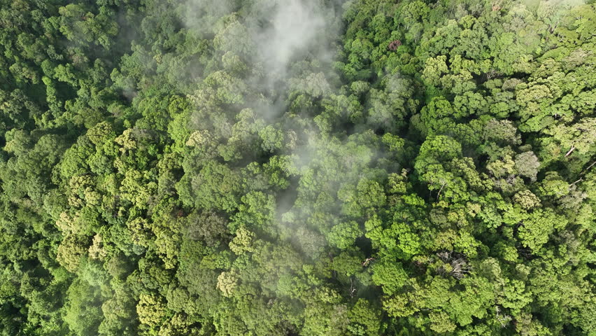 Tropical forests can absorb large amounts of carbon dioxide from the atmosphere. Royalty-Free Stock Footage #1106243519