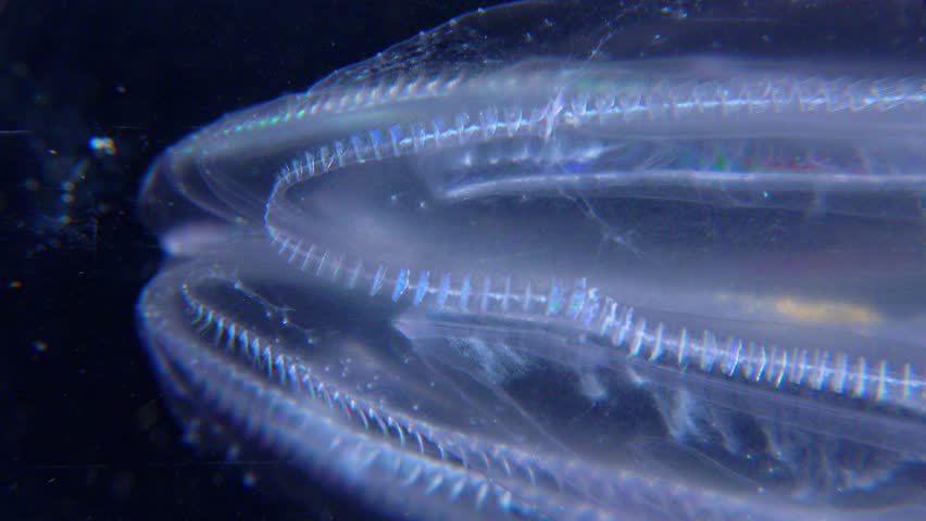 Invasive jellyfish ctenophora (Mnemiopsis leidyi), Black Sea Royalty-Free Stock Footage #1106249131