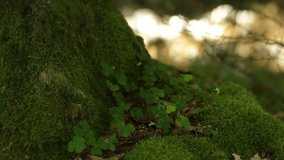 A full hd video of a close up mossy tree trunk with a four-leaf clovers.