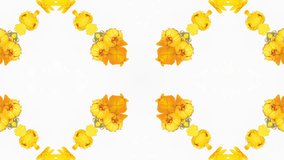 Time lapse bouquet of marigold flowers with kaleidoscope effect, background of marigold flowers, time lapse, video loop