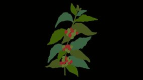 Animated illustration of a coffee plant. bottomless coffee gif