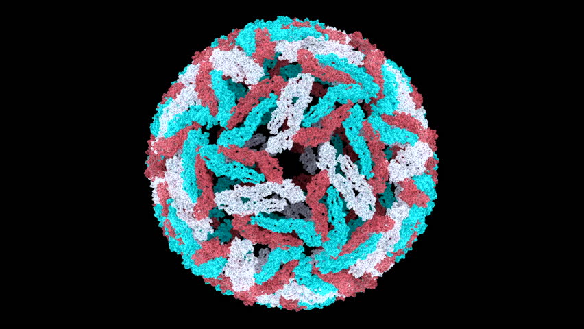 Dengue virus particle (Virion). PDB structure 3J35. Virus protein shell (coat, capsid). Coloured. Royalty-Free Stock Footage #1106255069