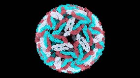 Dengue virus particle (Virion). PDB structure 3J35. Virus protein shell (coat, capsid). Coloured.