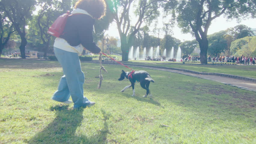 Young woman with curly-hair playing tug-of-war with excited mixed-breed dog, having fun outdoors in the park on a sunny day. Handheld camera shot