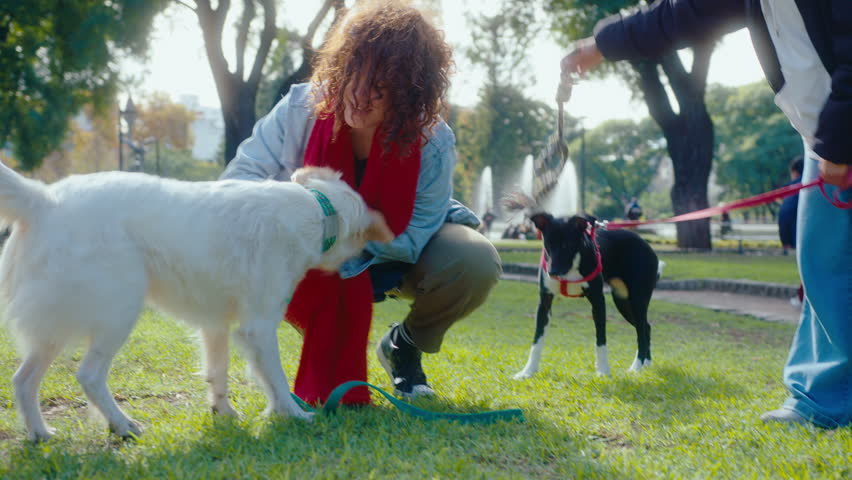 Two female friends playing with their dogs on a green lawn in the park. One woman pulling out toy ball from dogs mouth, another girl tug playing with pet Royalty-Free Stock Footage #1106257239