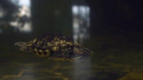 Trachemys scripta elegans (Red-eared slider or red-eared terrapin) swims underwater in dark water tank. Soft focus. Real time video. Exotic pet theme.