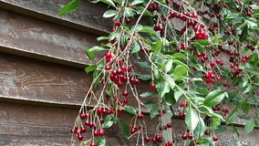 video ripe red cherries on the branches of a tree in the garden