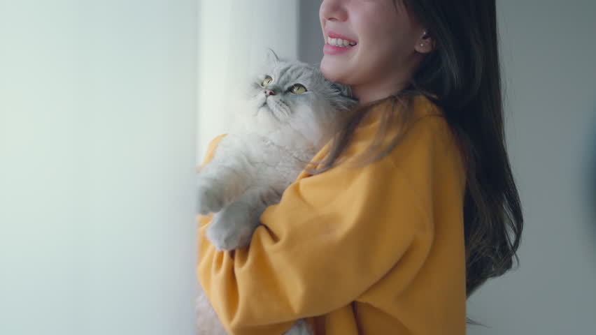 Happy asian woman playing with fluffy grey cat with relax at home, A touching moment between a pet and its owner. Royalty-Free Stock Footage #1106260763