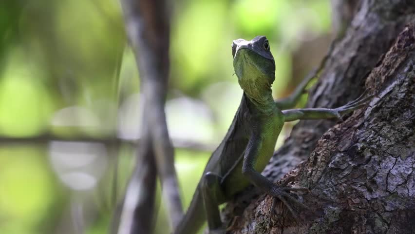 Animal, lizard, Costa Rica, nature, wildlife,