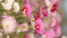 Vertical video for smartphone footage, Beautiful cosmos flowers blooming in the wind in autumn or fall, Flora or botany backgound, Nobody