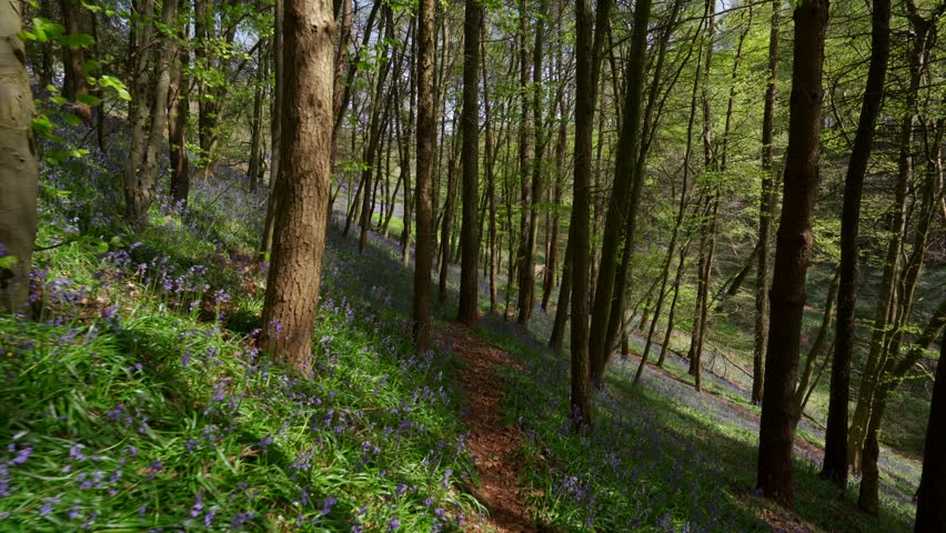 Slow walking shot through a majestic British woodland with wild bluebell flowers Royalty-Free Stock Footage #1106266565