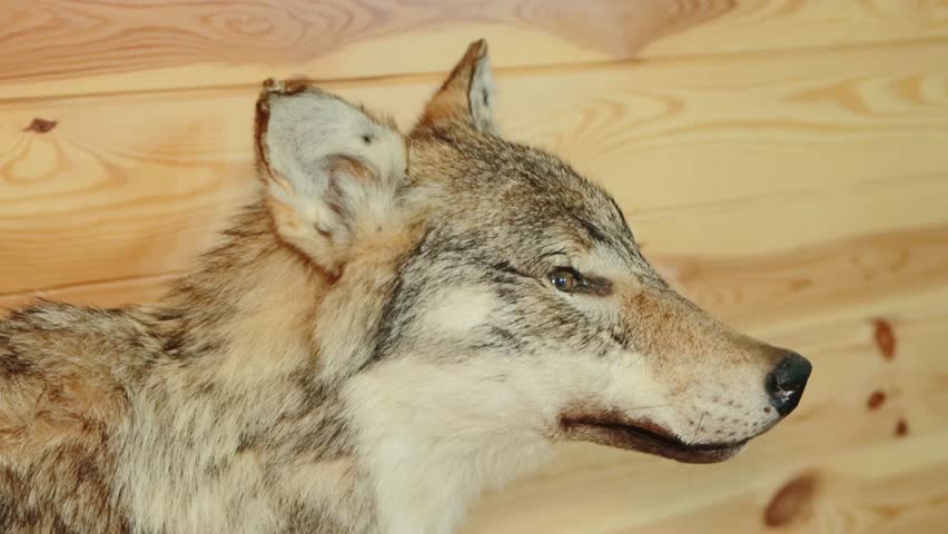 A stuffed animal predator of a wolf stands in a country house against the background of a wooden wall. Hunter