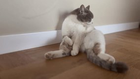 funny cat sits like human. white gray cat sits against the wall in the corridor in the pose of a man. cat funny video sitting looking lifestyle at the camera