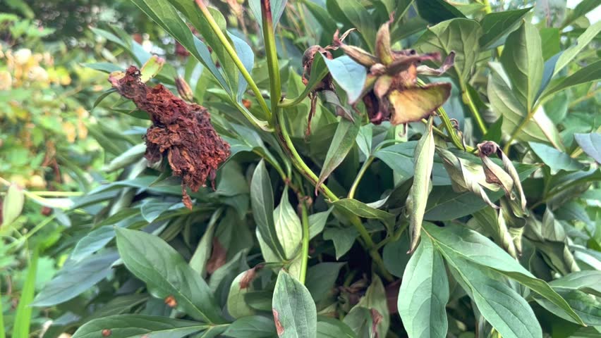 Dried withered petals of a peony bush flower bud among green leaves in a flower garden. Dead flowers in the garden. Wilting of plants. Royalty-Free Stock Footage #1106273117