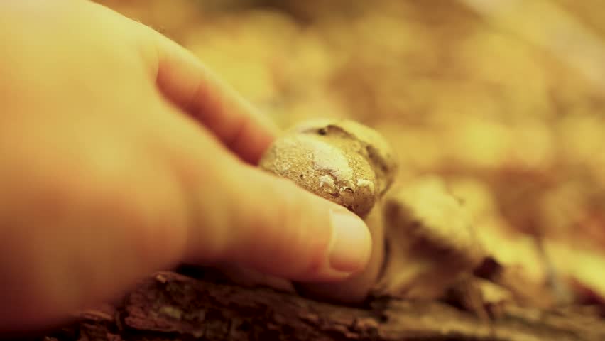 A hand squishing a puffball mushroom, exploding and spreading spores