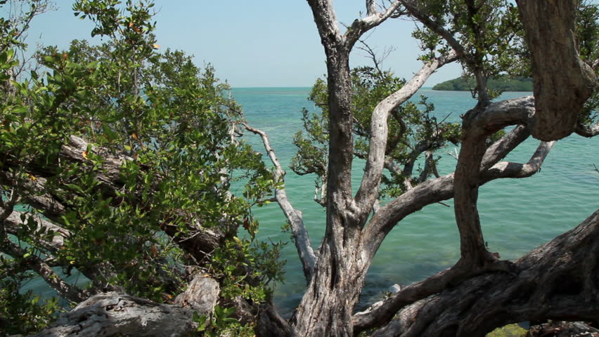 Florida Keys Tropical trees and Ocean View 