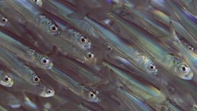Vertical video, Extreme close-up, Numerous shoal of Sprat fish (Atherinomorus forskalii) swims up sparkling in bright sunrays on sunny day, Slow motion
