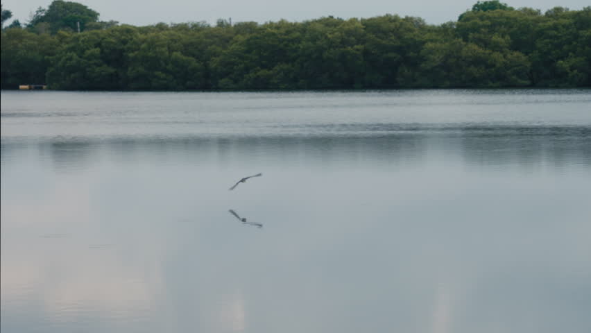 Beautiful peaceful landscape with lake reflecting birds flight. Flying bird above surface of salt lake with mangroves and palm trees in tropical paradise. Serenity outdoors. POV watching birds in park