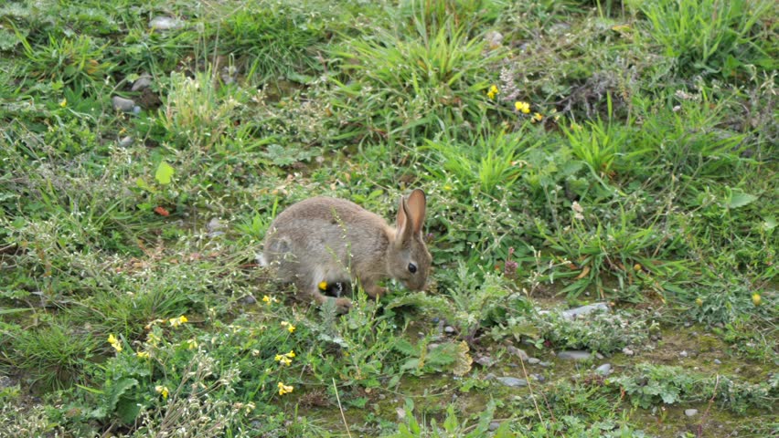 A close up of wild, Irish hare having a meal and hopping around to find the best treat. Royalty-Free Stock Footage #1106279835