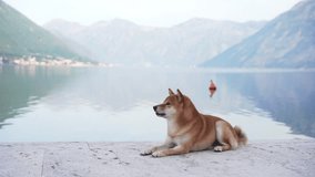 dog on the embankment at sea. Shiba Inu near the blue water and wave 