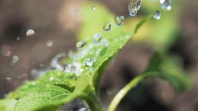 Watering seedlings by a farmer in greenhouses. Plant care, watering a young plant, agriculture. Manual care, watering plants growing in fertile soil. Fertile soil agriculture. Farmer's work - Powered by Shutterstock - Get 15% off with code: PIKWIZARD15