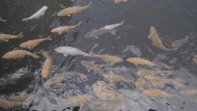 4K video of a school of carp swimming in a temple lake in Bali, Indonesia.
