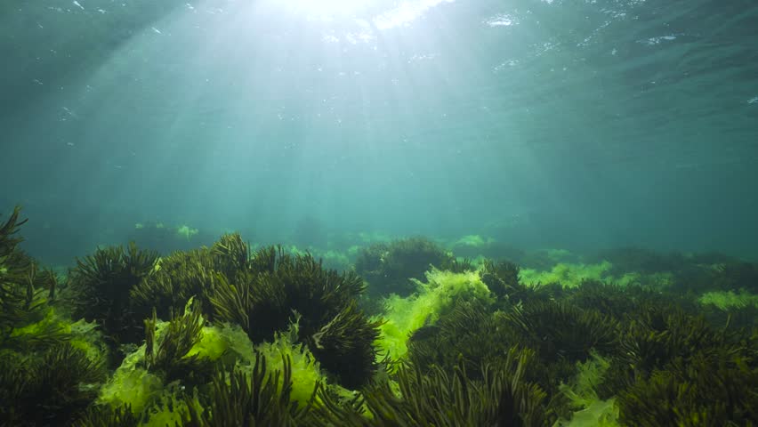 Sunlight underwater through water surface with green seaweed on the ocean floor (Ulva lactuca and Codium tomentosum algae), natural seascape in the Atlantic ocean, Spain, Galicia Royalty-Free Stock Footage #1106286217